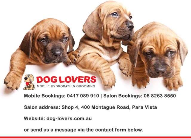 Mobile Dog Grooming Tea Tree Gully