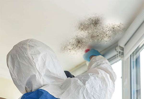 Mould Remediation